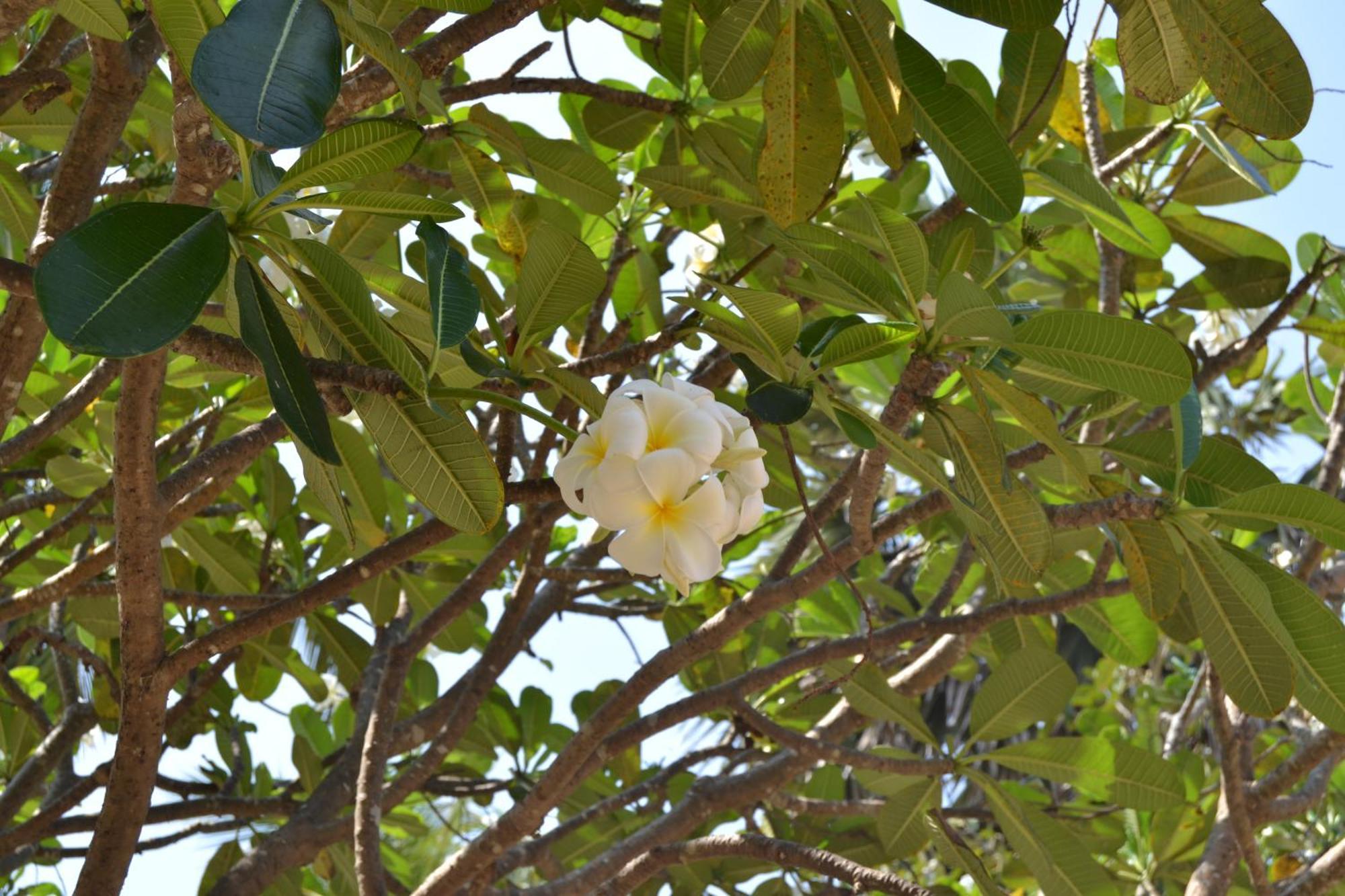 Nirukthie Beach Resort & Restaurant Kalpitiya Exterior photo